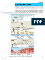 11 - Ciclo Menstrual EXT