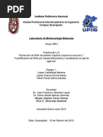 Extracción de RNA de Plantas