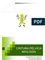 Cintura Pélvica