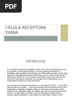 Célula Receptora Diana