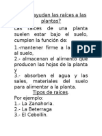 Cómo Ayudan Las Raíces A Las Plantas