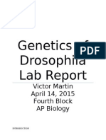 AP Biology Genetics of Drosophila Lab Report