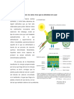 La Fotosíntesis - Ensayo de Divulgación