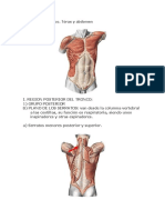 Músculos Del Tronco