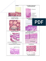 Simple Squamous Stratified Squamous (Nonkeratinized) : Mesotelium, Basement Membrane, Connective Tissue