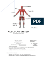 Muscular System