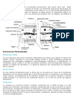 Estructura Bacterias