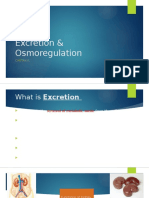 Excretion & Osmoregulation