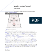 Female Reproductive System