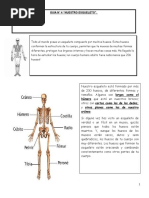 FICHAS Esqueleto
