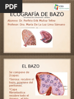 Ecografia Del Bazo