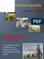 Ovinos Clasificación y Razas