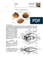 Guia Practica Brachiopos 2014-1