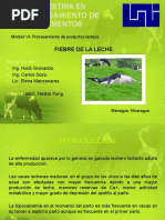 Fiebre de Leche en Vacas