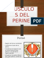 Musculos Del Perine