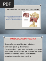 Patologias Del Musculo Diafragma