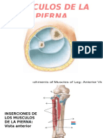 Músculos de La Pierna y Pie - I Unidad