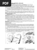 Apuntes de Embriología Urogenital