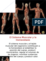 Sistema Muscular