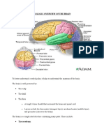 Cerebral Palsy Anatomy