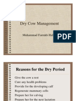 Dry Cow Management