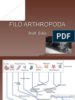 Biologia PPT - Filo Arthropoda