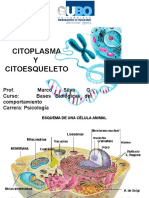 4 Citoplasma y Citoesqueleto UBO