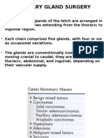  Canine Mammary Glands