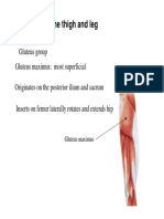 Muscles of The Thigh and Leg