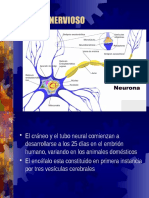 Patologias Del Sistema Nervioso