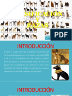 Clasificación y Razas de Cánidos y Felinos