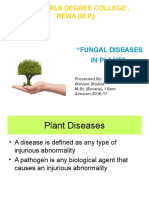 Govt Girls Degree College, REWA (M.P.) : "Fungal Diseases in Plants