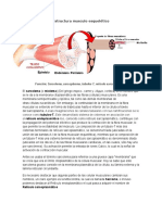 Estructura Musculo Esquelético