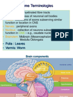 Cerebellum, Thalamus, and Hypothalamus