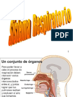 Sistema Respiratorio