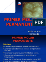 Primer Molar Permanent