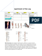 Anatomy Prosection Lower Leg