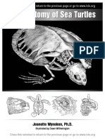 Anatomy of A Turtle