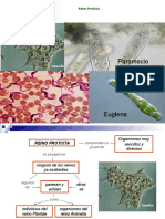 Clase 5 Algas Protozoos