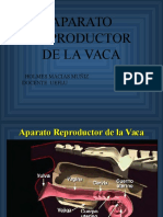 Aparato Reproductor de La Vaca