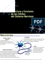 Neuron A