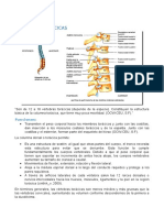 Vertebras Toracicas Bovino Equino General