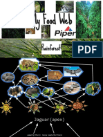 Rain Forest Food Web