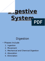 Digestive System