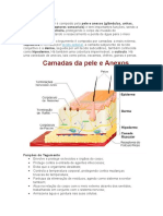 Sistema Tegumentar