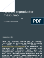 Aparato Reproductor Masculino