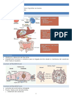 Patologia Hepatica