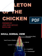 Endoskeleton of The Chicken