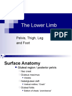 The Lower Limb: Pelvis, Thigh, Leg and Foot