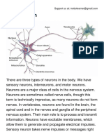 Types of Neurons PDF